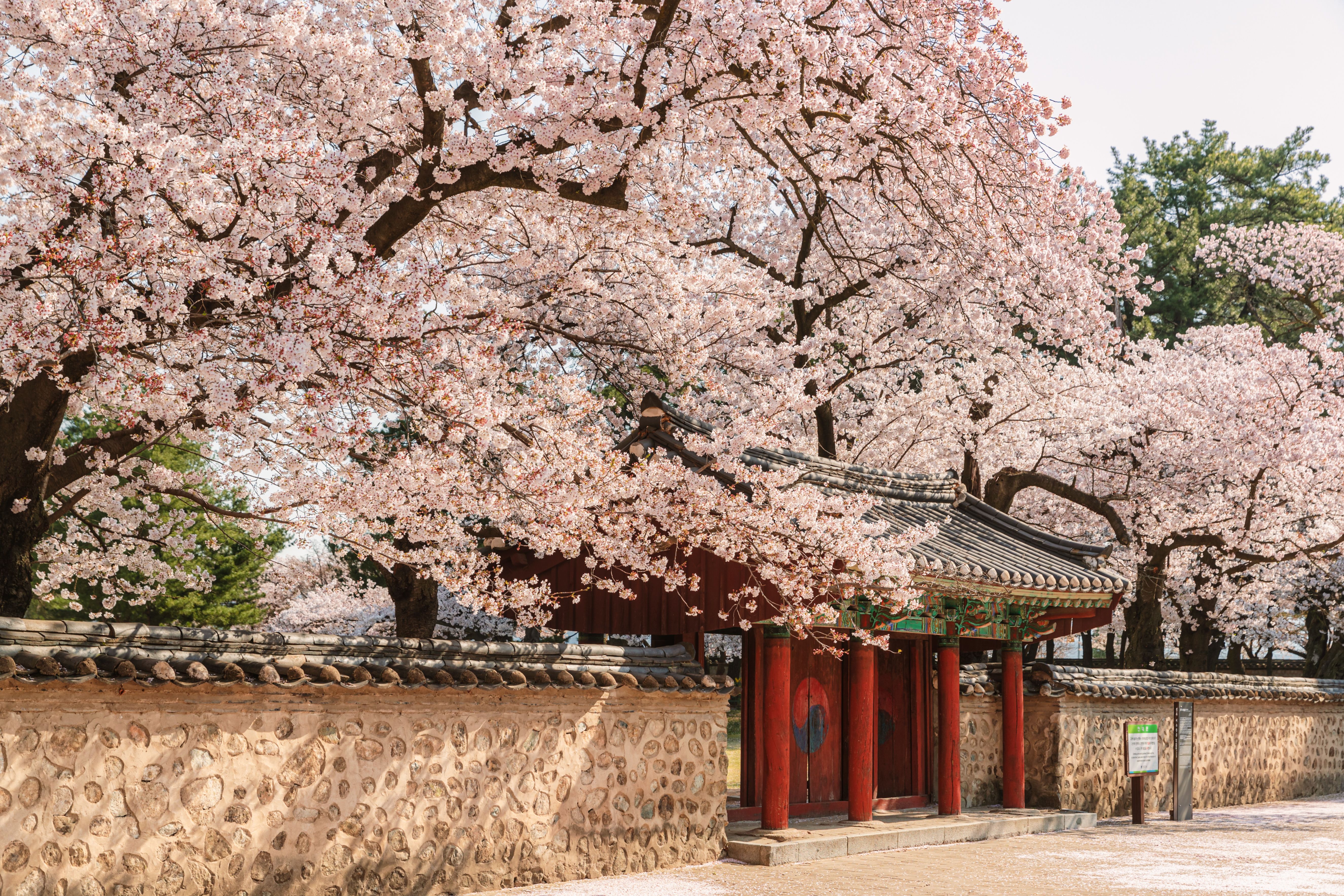 大陵苑(テヌンウォン)に咲く桜※写真提供：慶北文化観光公社