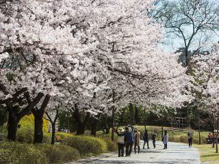 春には桜が美しく色づきます