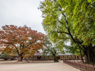 広場の中心に位置するイチョウの木