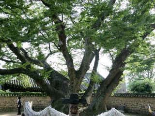 樹齢600年の御神木であるケヤキ