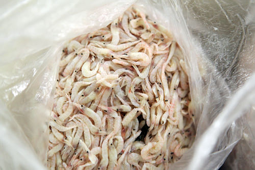 2.身のしっかりした生エビ。生牡蠣をいれる家庭も多い。 2.身のしっかりした生エビ。生牡蠣をいれる家庭も多い。