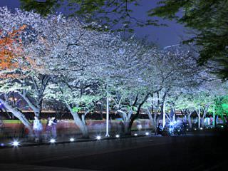 照明によりライトアップされた桜並木は昼間とはまた違った美しさ