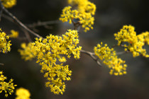 黄色い春の饗宴
