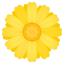 :blossom: 🌼