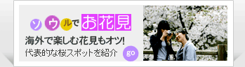ソウルでお花見