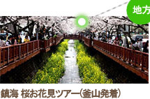 鎮海 桜お花見ツアー