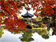 韓国で紅葉狩りに行こう