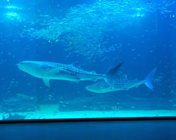 2匹で20億ウォン…韓国で初めて捕獲されたホエールシャーク | 韓国の