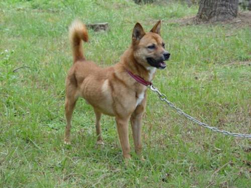 純粋血統の済州犬 天然記念物に挑戦 の写真 韓国ソウルの社会 文化ニュース 韓国旅行 コネスト 純粋血統の済州犬 天然記念物に挑戦 の写真 韓国ソウルの社会 文化ニュース 韓国旅行 コネスト