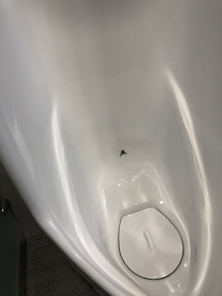 このハエの絵をめがけて用を足すことでトイレが清潔に保たれる