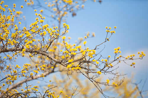 3月中旬から開花予定のサンシュユ（山茱萸)