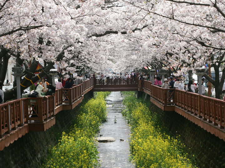 鎮海軍港祭(桜祭り)