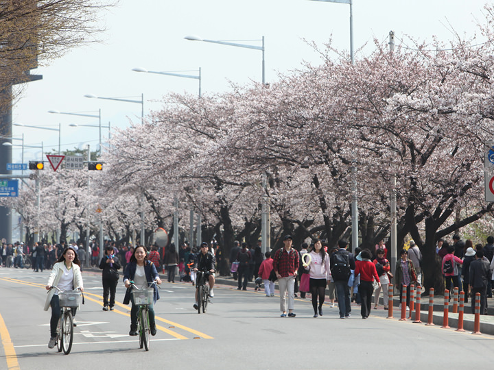 永登浦 汝矣島 春の花祭り