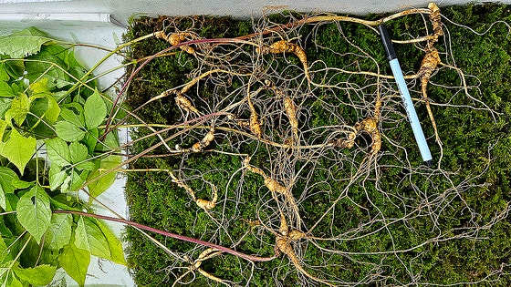 智異山の渓谷で「天然高麗人参」24本発見、鑑定額に驚き＝韓国