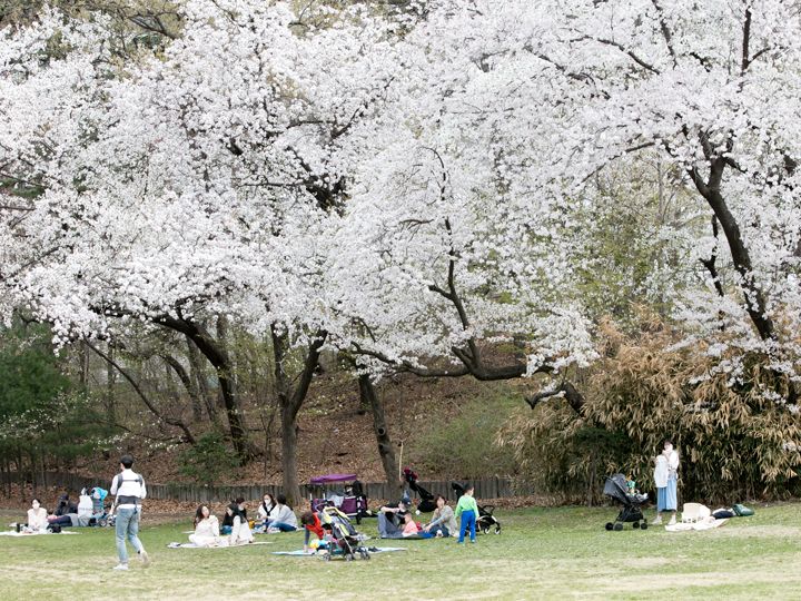 オリニ大公園は春は桜の名所として知られている