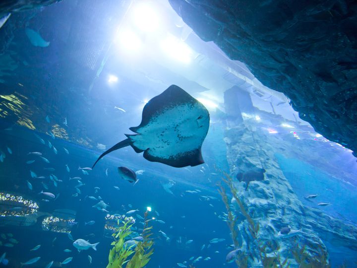 「ロッテワールドアクアリウム」はソウル首都圏最大の室内水族館