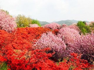 全州・馬耳山お花見ツアー【ソウル発着】