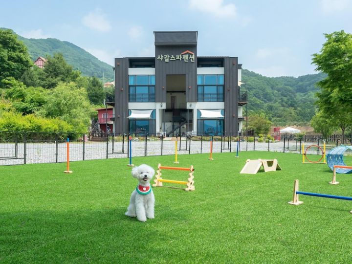 加平シャガール愛犬同伴スパペンション