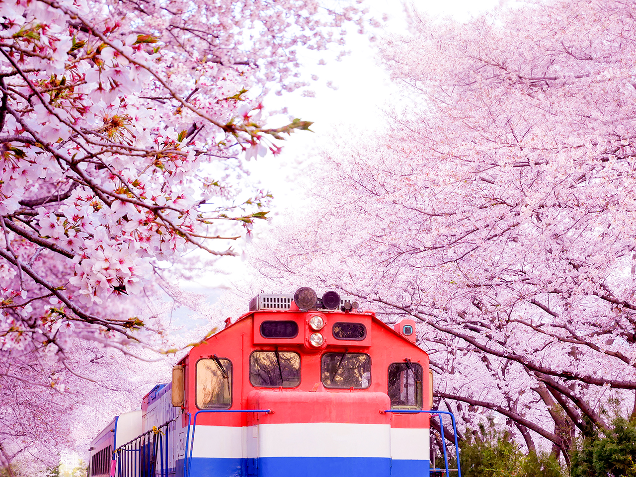 2026年 鎮海(チネ)桜祭りツアー(釜山発着)｜韓国オプショナルツアー