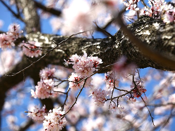 楽安邑城民俗村 写真提供： 韓国観光公社
