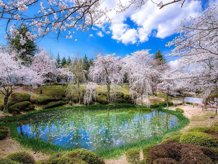 慶州(キョンジュ)桜祭りツアー【釜山発着】