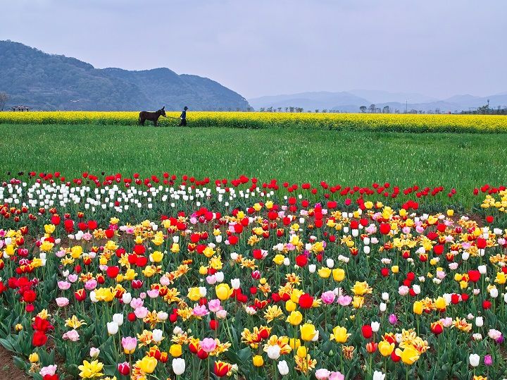 洛東江沿いの菜の花畑※写真提供：韓国観光公社