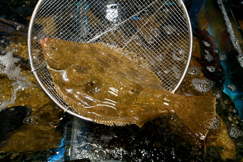 1.市場で魚を選ぶ
食べたい魚を探して価格を交渉しましょう(単価が安い場合は交渉成立しないこともあり)。取材時はこの大きさのヒラメで2万ウォンでした。