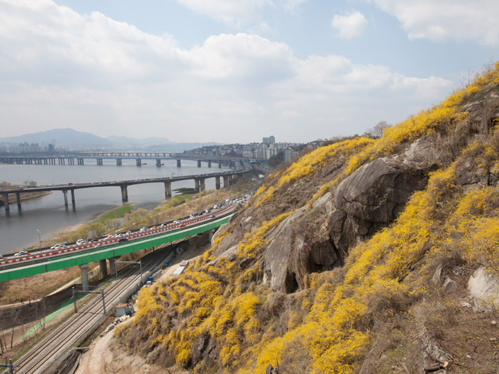 韓国の春の花・レンギョウの名所「鷹峰山(ウンボンサン)」