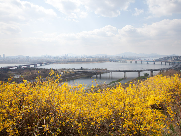 毎年3月下旬～４月初旬頃には「鷹峰山レンギョウ祭り」が開催