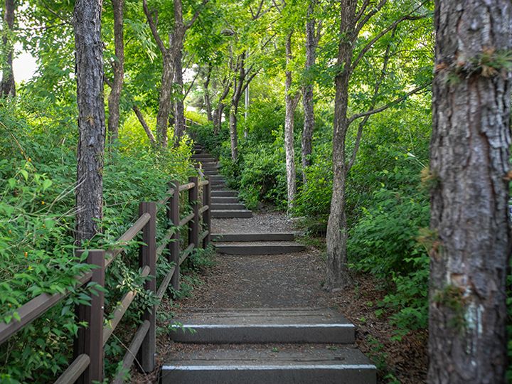 登山道は整備されているのでスニーカーでも大丈夫