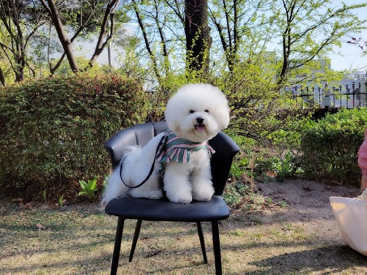お店の看板犬・ラッキー