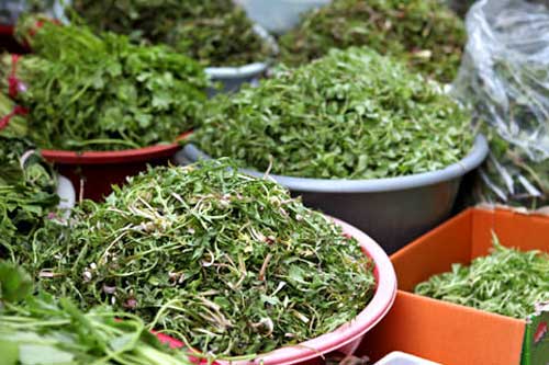 【チゲに】ネンイ(ナズナ)