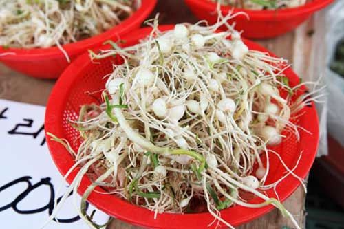 【チゲに】タルレ(ヒメニラ)