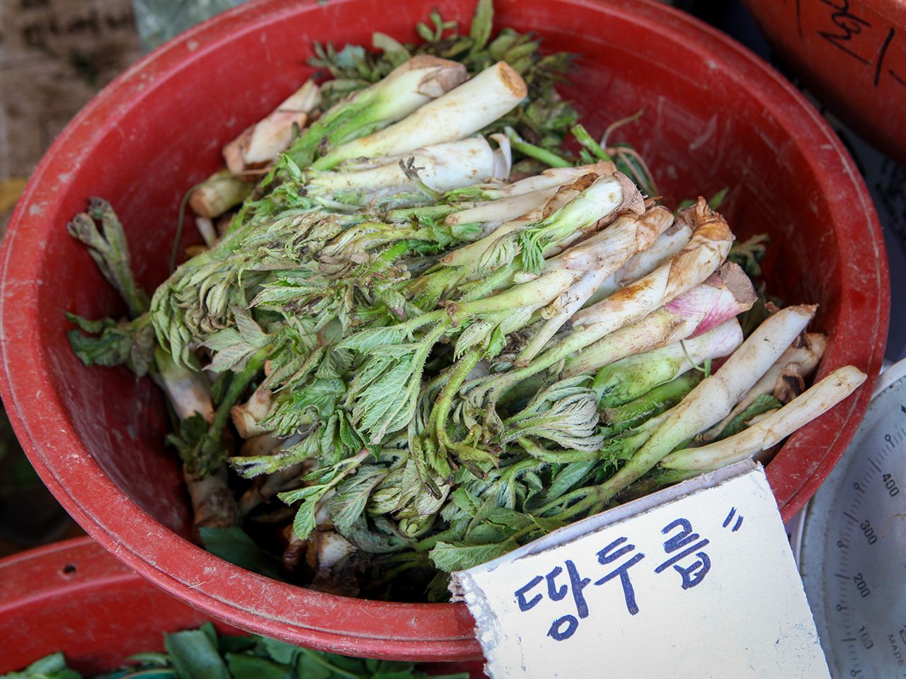 【サラダに】トゥルッ(たらの芽)