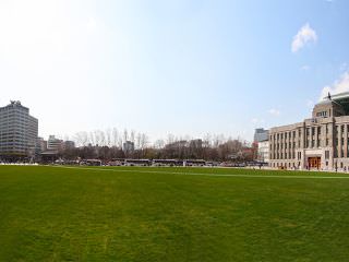 定期的に張り替えられる天然芝