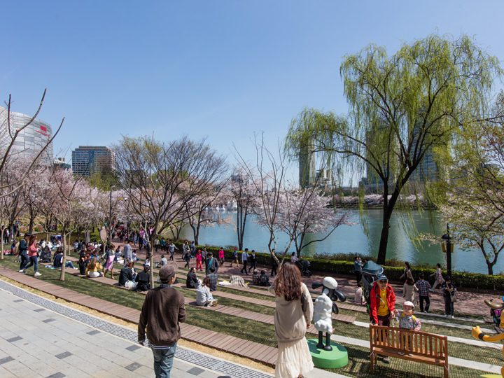 湖の周りには桜の木が植えられている