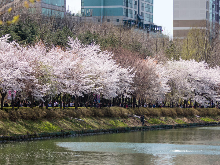 ４月には湖畔の桜が満開に