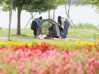 漢江のほとりでテントやビニールシートを用意する人の姿も。秋の花を愛でながら、ピクニックを満喫できるのがポイント