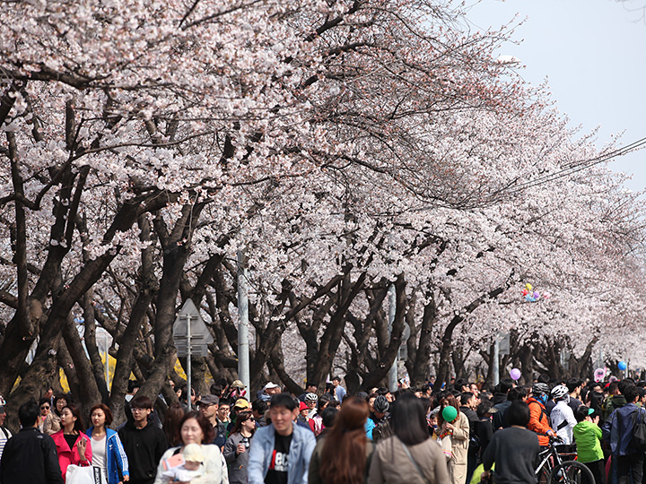 春の桜祭りも人気イベント