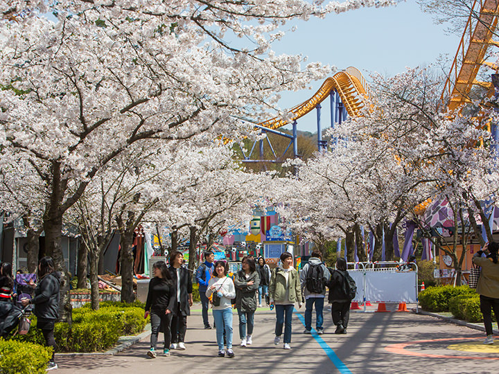 春の園内は桜が満開