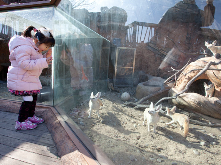 ソウル大公園 ソウル動物園 ソウル大公園 京畿道 の観光スポット 韓国旅行 コネスト ソウル大公園 ソウル動物園 ソウル大公園 京畿道 の観光スポット 韓国旅行 コネスト
