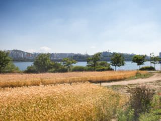 初夏から黄金色に染まる麦畑が見所