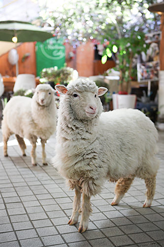 未年だよ！韓国ひつじ大集合 | 韓国のお土産｜韓国旅行「コネスト」