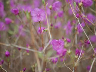 「春の訪れを知らせる花」として知られる韓国の春の花を代表するチンダルレ(カラムラサキツツジ)