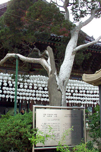 白松(天然記念物第9号)