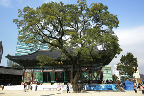 大雄殿前のエンジュの木も雄大