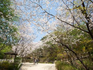 自然豊かな公園で春は桜の名所として人気