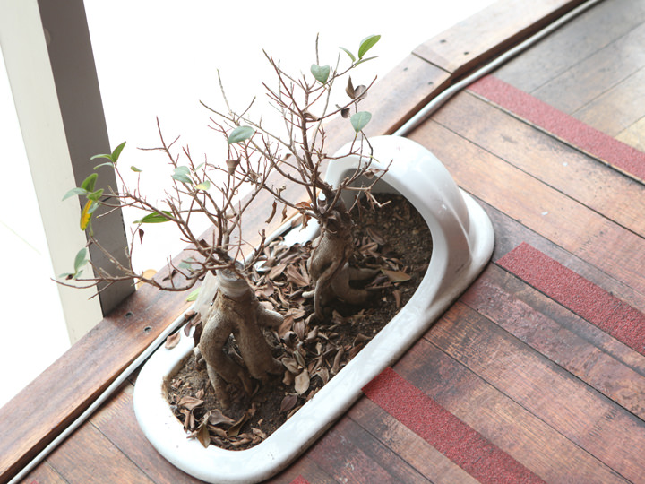 便器型の植木鉢