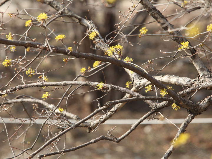 韓国の春の花を代表する｢サンシュユ｣