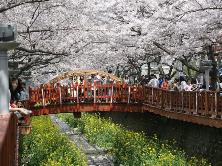 毎年３月末～４月初旬頃には桜祭り「鎮海軍港祭」が開催